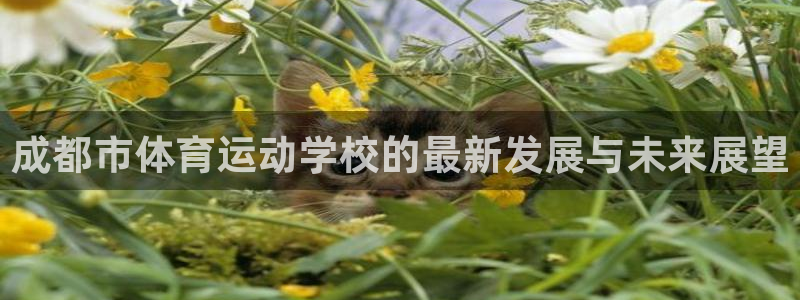 3377体育官网下载平台注册流程视频：成都市体育运动